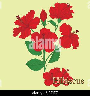 Thé hibiscus. Illustration d'une plante dans un vecteur avec des fleurs pour la cuisson de tisanes médicinales. Illustration de Vecteur