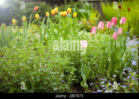 des tulipes roses dans le jardin en été. des fleurs colorées fleurissent dans le parc Banque D'Images