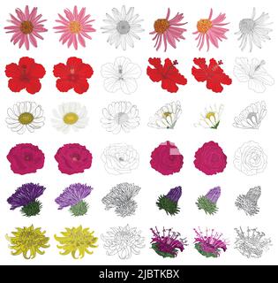 Ensemble de fleurs. Illustration de plantes dans un vecteur pour la décoration, la création de bouquets, la cuisson de médicaments, la préparation de médicaments. Illustration de Vecteur