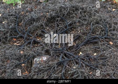 Cliché sélectif des racines et des branches de la plante sombre. Banque D'Images