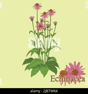 Thé échinacée. Illustration d'une plante dans un vecteur avec des fleurs pour la cuisson de tisanes médicinales. Illustration de Vecteur