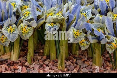 Iris reticulata 'Katharine Hodgkin' dans l'Alpinum à Aberglasney Gardens Banque D'Images