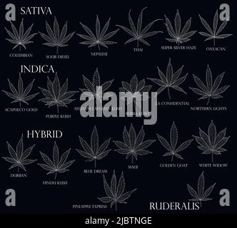 Types de mauvaises herbes. Feuilles de cannabis Sativa, Indica, hybride et Ruderalis en noir pour usage en médecine et en cosmétologie. Illustration de Vecteur