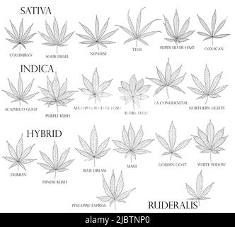 Types de mauvaises herbes. Feuilles de cannabis Sativa, Indica, hybride et Ruderalis en noir pour usage en médecine et en cosmétologie. Illustration de Vecteur