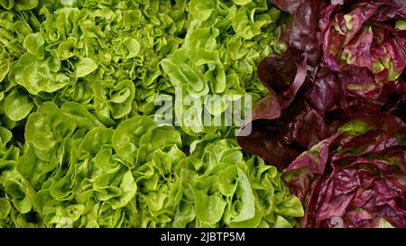 Laitue vert feuille d'oakleaf rouge récolte beurre alimentation marché Vérone magasin caisse boîte Lactuca sativa bio couper agriculteurs et légumes agricoles Banque D'Images