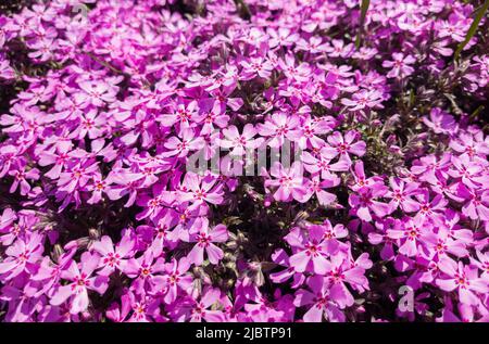 Fleurs de Phlox subulata dans le graden au printemps. Banque D'Images