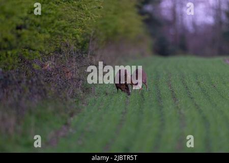 Le muntjac de Doe Reeves, également connu sous le nom de cerf aboyant et de cerf Mastreani-Muntiacus reeversi avec fauve. Norfolk, Royaume-Uni. Banque D'Images