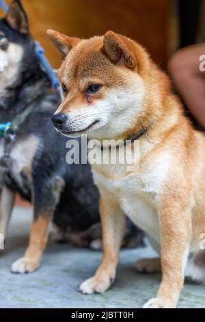 Deux Shiba Inu mignons et drôles Banque D'Images