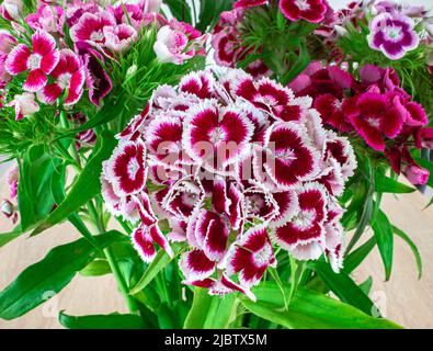 Gros plan de fleurs Sweet William ou Carnation blanches violettes. Nom latin : Dianthus barbatus. Banque D'Images