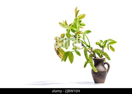 Branche de noyer en fleur dans un vase isolé sur un fond blanc. Jeunes feuilles et fleurs chatons de Juglans regia arbre de l'agriculture de jardin Banque D'Images