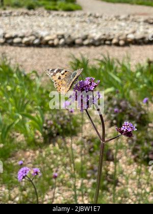 Dans le parc des papillons Banque D'Images