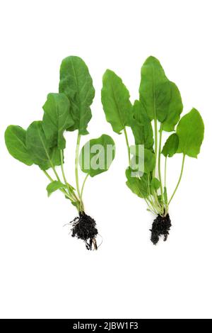 Plantes d'épinards avec boules de racine de terre. Système immunitaire stimulant les aliments biologiques sains, riche en antioxydants, phytonutriments, flavonoïdes, caroténoïdes. Banque D'Images