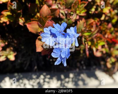 Cape leadwort, Plumbago auriculata Banque D'Images