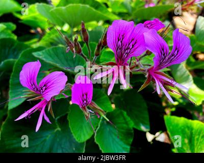 Regal pélargonium, Pelargonium domesticum Banque D'Images