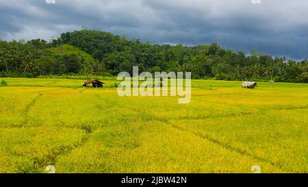 Champs de riz vert avec récoltes mûrisantes. Paysage agricole au Sri Lanka. Banque D'Images