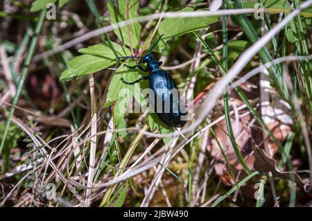 Une image de l'été ensoleillé HDR d'une huile noire-bleue Beetle, Meloe violaceus, se déplaçant à travers la sous-croissance, Lochaber, Écosse. 28 mai 2022 Banque D'Images