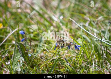 Une image HDR d'été de l'hespérie à damier, Carterocephalus palaemon, dans la réserve naturelle d'Allt Mhuic, Lochaber, Écosse. 28 mai 2022 Banque D'Images