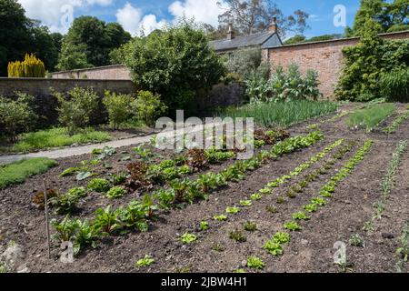 Magnifique jardin potager ancien planté dans un style traditionnel pour les légumes frais et les fruits au Trengwainton National Trust Garden, Cornouailles. Banque D'Images