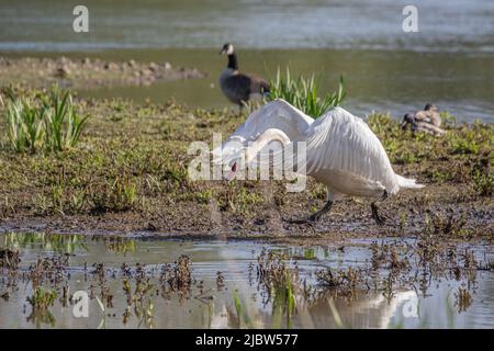 Un cygne muet agressif en mode attaque , défendant son territoire . Suffolk, Royaume-Uni Banque D'Images