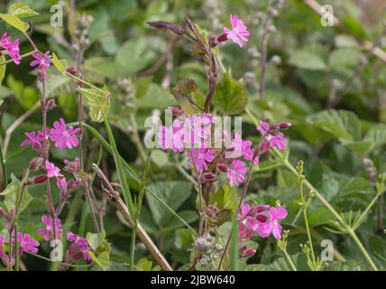 campion rouge (Silene dioica) Suffolk, UK.les fleurs de campion rouge sont importantes pour les insectes, y compris les abeilles, les papillons. Suffolk, Royaume-Uni Banque D'Images