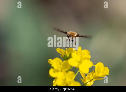 Abeille mouche sur brassica fleur Banque D'Images