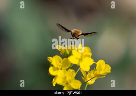 Abeille mouche sur brassica fleur Banque D'Images