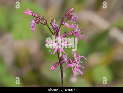 Un gros plan de la belle plante humide Ragged Robin (Lychnis flos-cucuci) Suffolk, Royaume-Uni. Banque D'Images