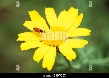 Malachius coccineus, coléoptère à ailes douces sur une fleur de marigot à champ jaune, Calandula arvensis Banque D'Images