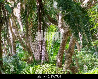 Egzotique, de beaux arbres dans le parc national de la baie de Jozani Chwaka sur l'île d'Unguja, l'île principale de l'archipel de Zanzibar. C'est le seul niveau national Banque D'Images