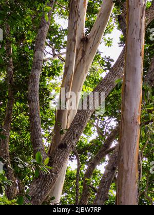 Egzotique, de beaux arbres dans le parc national de la baie de Jozani Chwaka sur l'île d'Unguja, l'île principale de l'archipel de Zanzibar. C'est le seul niveau national Banque D'Images