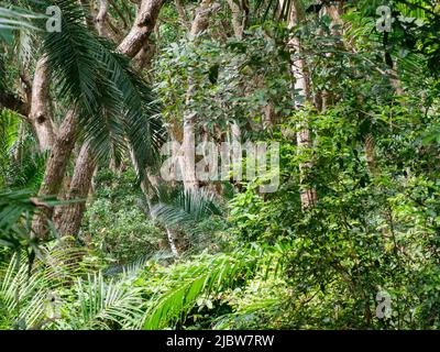 Egzotique, de beaux arbres dans le parc national de la baie de Jozani Chwaka sur l'île d'Unguja, l'île principale de l'archipel de Zanzibar. C'est le seul niveau national Banque D'Images