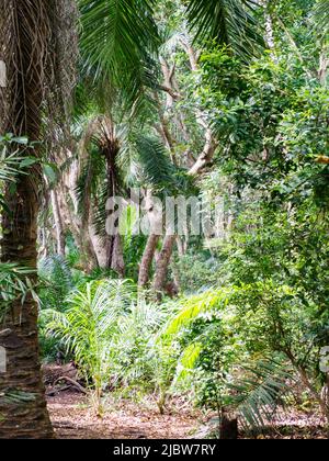 Egzotique, de beaux arbres dans le parc national de la baie de Jozani Chwaka sur l'île d'Unguja, l'île principale de l'archipel de Zanzibar. C'est le seul niveau national Banque D'Images