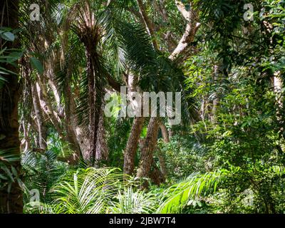 Egzotique, de beaux arbres dans le parc national de la baie de Jozani Chwaka sur l'île d'Unguja, l'île principale de l'archipel de Zanzibar. C'est le seul niveau national Banque D'Images