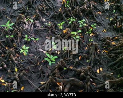 Petits mangroves entre les racines de vieux arbres dans le parc national de la baie de Jozani Chwaka sur l'île d'Unguja. Archipel de Zanzibar. C'est le seul national Banque D'Images