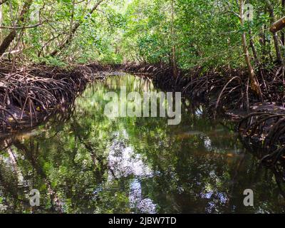 Mangroves dans le parc national de la baie de Jozani Chwaka sur l'île d'Unguja, l'île principale de l'archipel de Zanzibar. C'est le seul parc national de Zanzi Banque D'Images