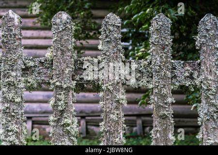 Fragment d'une ancienne clôture en bois surcultivée avec de la mousse et du lichen. Banque D'Images
