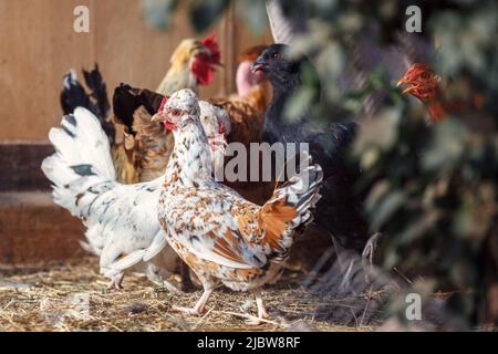 Sur des poulets de ferme avicole gamme traditionnelle Banque D'Images
