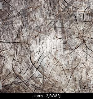 Souche profondément fissurée. Photo plein format de la texture de la bosse de l'arbre Banque D'Images