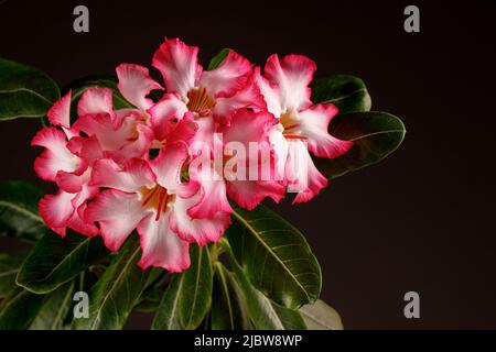 Adenium obesum ou Desert Rose sur fond noir. Il y a de l'espace libre pour le texte, il peut être utilisé comme carte de vœux Banque D'Images