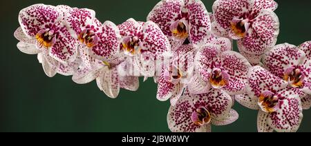 Photo panoramique de fleurs d'orchidées dalmates roses sur fond vert et non lumineux, la photo est appropriée comme bannière pour un site Web Banque D'Images