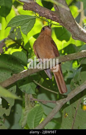 Piha rufous (Lipagus unirufus unirufus) adulte perché sur la branche de la péninsule d'Osa, Costa Rica Mars Banque D'Images