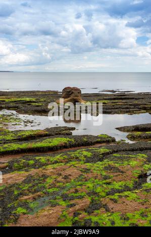 Des rochers recouverts d'algues qui donnent sur la mer à Coryton Cove, Dawlish, Devon, Angleterre Banque D'Images