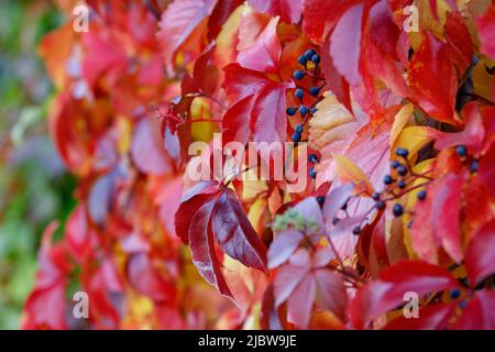 Magnifique feuillage de virginie avec baies en automne. Banque D'Images