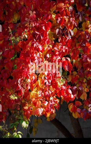 Plante grimpant Parthenocissus tricuspidata avec feuillage multicolore à l'automne. Banque D'Images