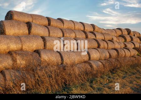 Image à faible angle - des faisceaux de foin dorés dans la lumière du coucher du soleil, ciel bleu d'été dans l'arrière-plan. Banque D'Images