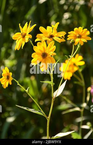 Groupe de pâquerettes jaunes. Dimorphotheca sinuata. Macro et photo de détail, arrière-plan non mis au point et vert. Banque D'Images