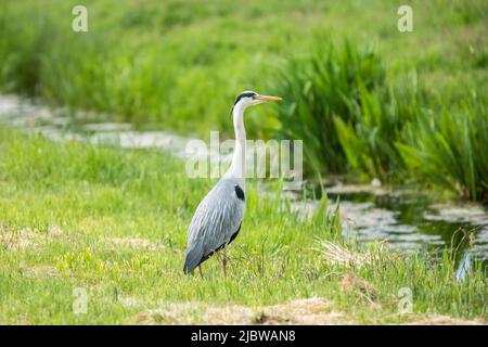 Gros plan Grand Héron, Ardea cinerea, debout dans un pâturage vert au fossé en attente de la proie de passage Banque D'Images