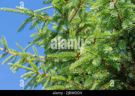 Norvège Epicéa, Picea abies, contre un ciel bleu Banque D'Images