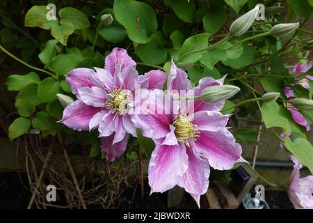 Clematis Viticella une varappe vivace originaire d'Europe Banque D'Images