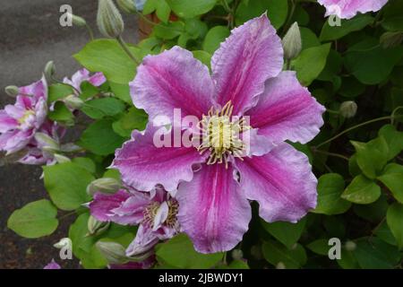 Clematis Viticella une varappe vivace originaire d'Europe Banque D'Images